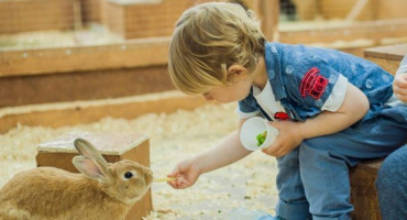 Vybudování praktické králíkárny